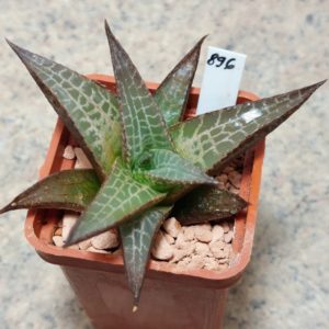896 Haworthia tesselata