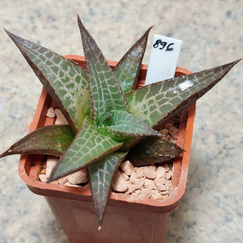 896 Haworthia tesselata
