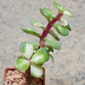 899 Portulacaria afra 'Medio-Picta' variegata