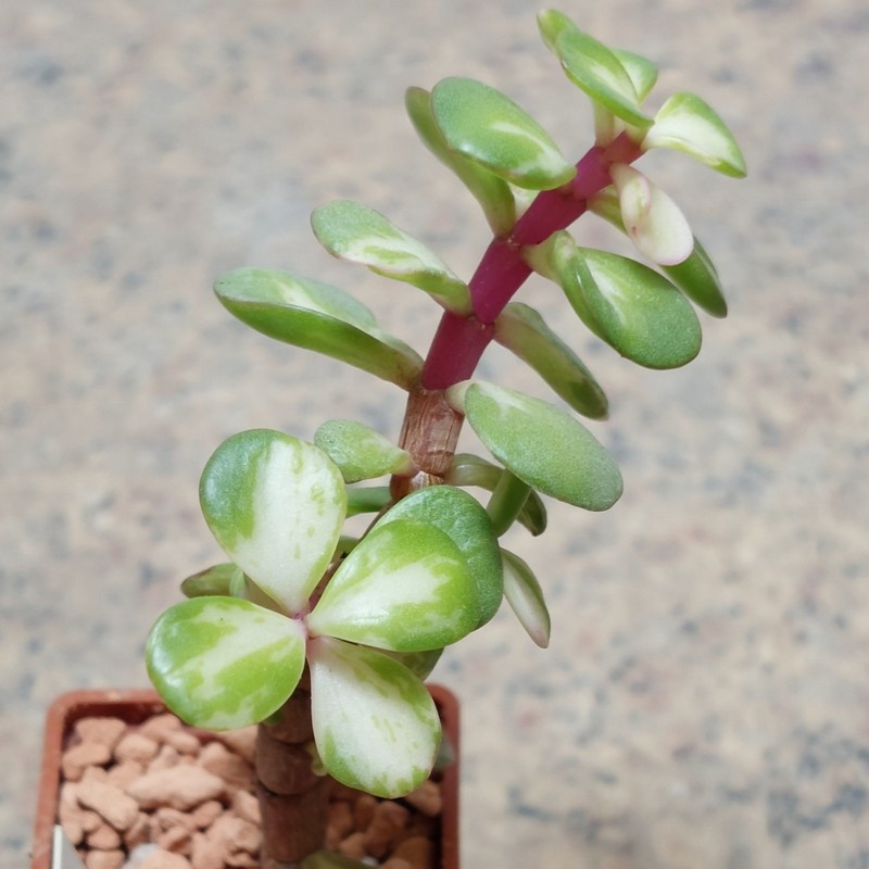 899 Portulacaria afra 'Medio-Picta' variegata