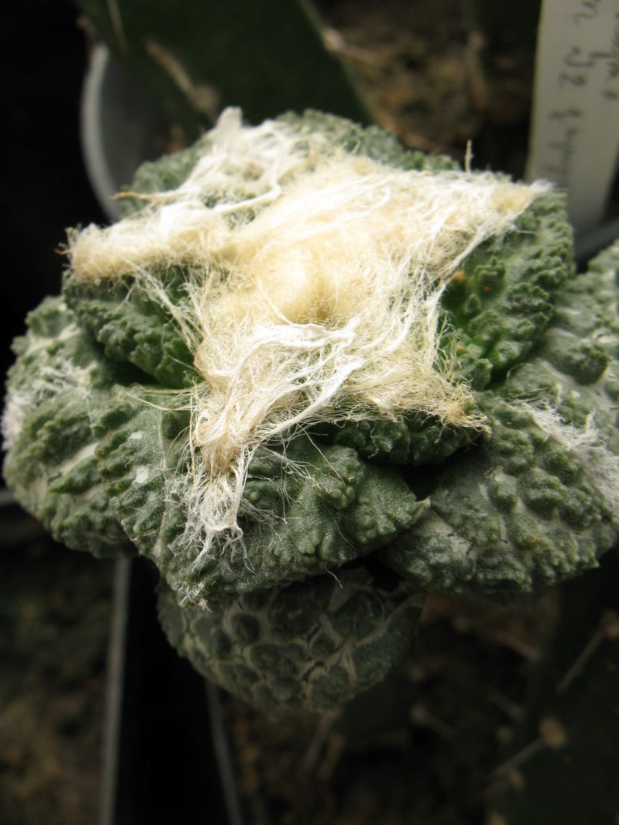 Ariocarpus fissuratus