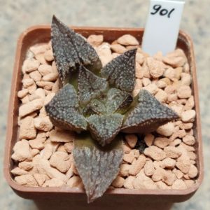901 Haworthia splendens x 'Yulia' вік 6 років , сіянець