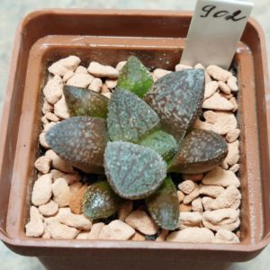 902 Haworthia picta -Japan- x 'Kegazato' F2 вік 5 років , сіянець