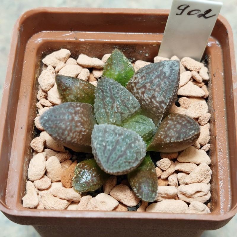 902 Haworthia picta -Japan- x 'Kegazato' F2 вік 5 років , сіянець