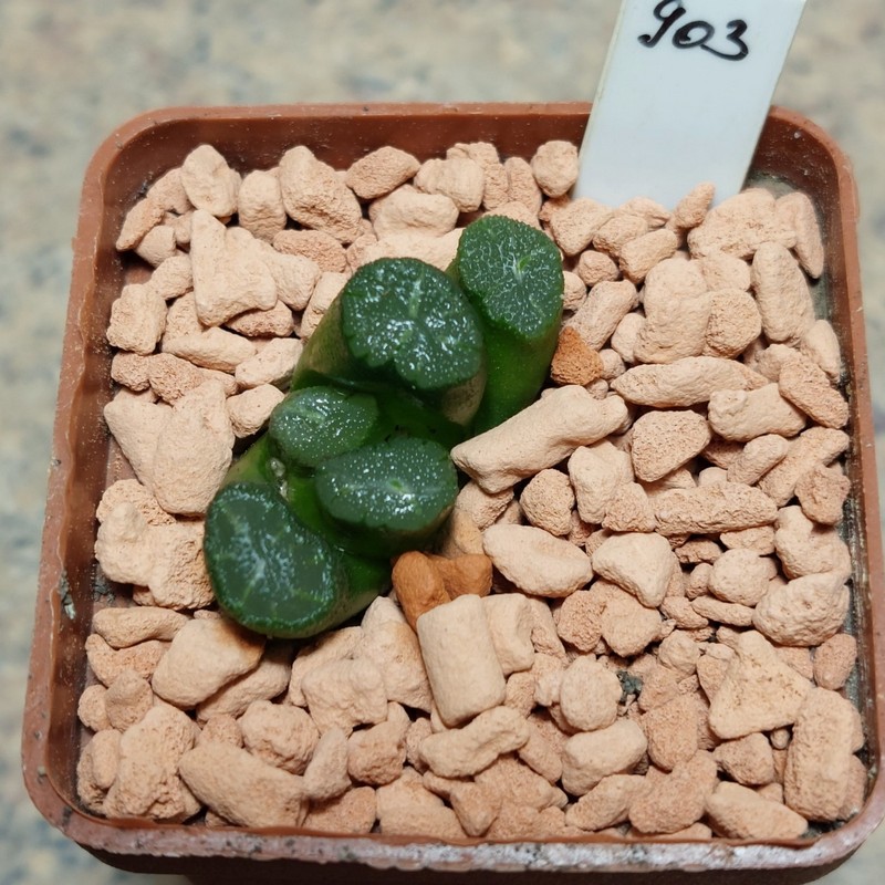 903 Haworthia maughanii - Japan-