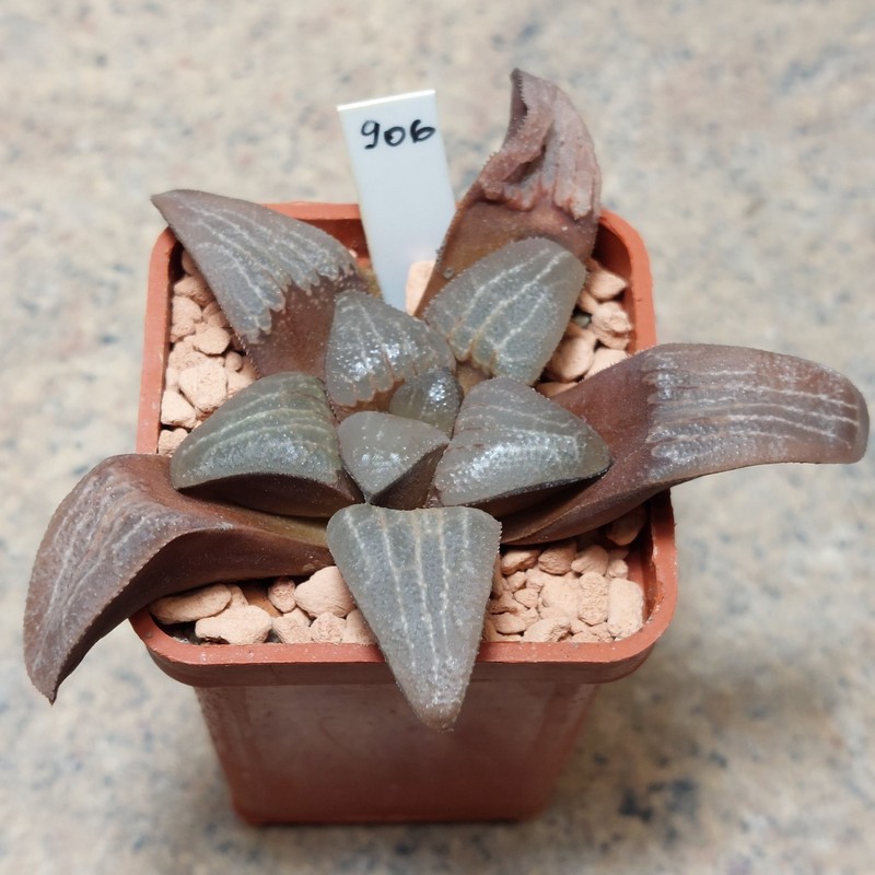 906 Haworthia bayeri x springbokvlakensis  вік 6 років , сіянець