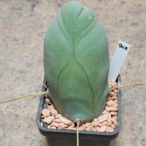 908 Trichocereus bridgesi f.monstrosa