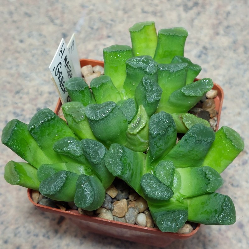 919 Haworthia maughanii 'Green'  одна голова