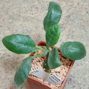 936 Dorstenia foetida  вік 6 років