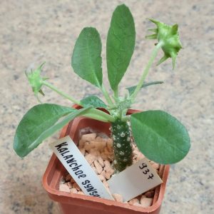 937 Dorstenia sp.Thailand вік 6 років