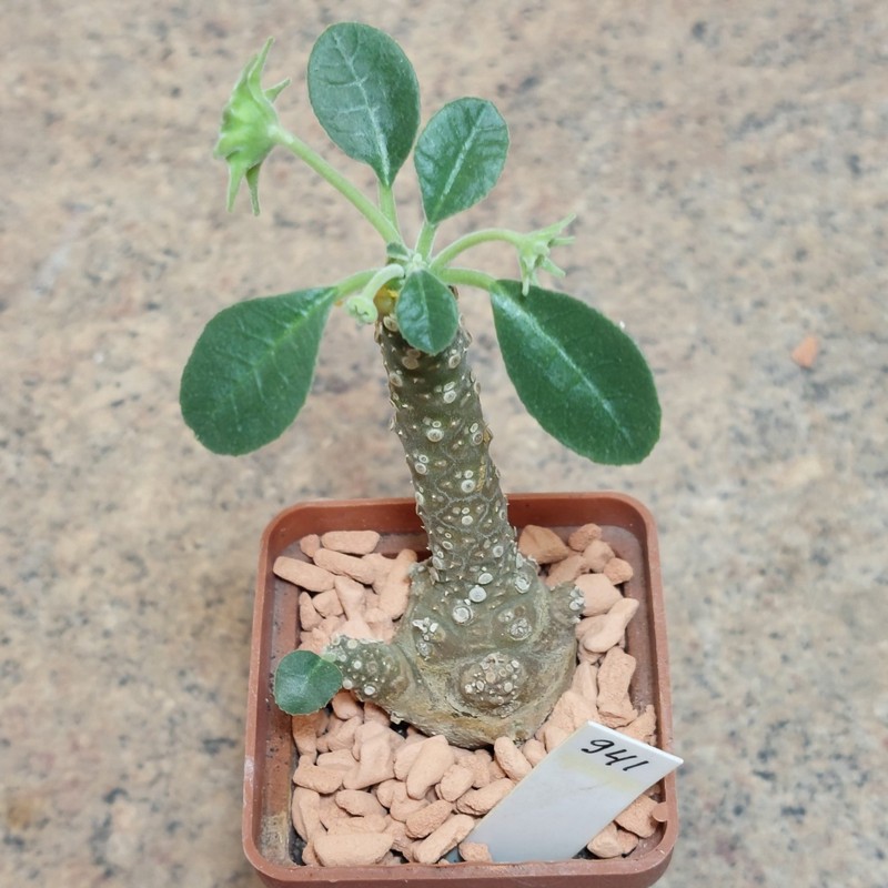941 Dorstenia sp.Thailand вік 8 років