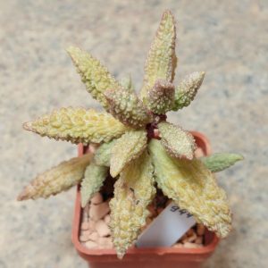 944 Adromischus marianiae ‘herrei’