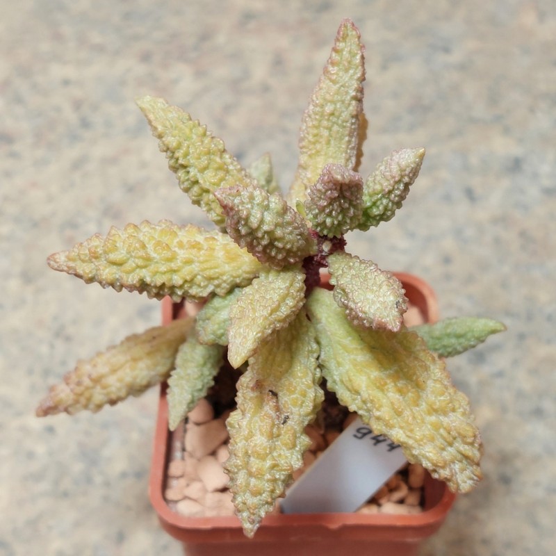944 Adromischus marianiae ‘herrei’