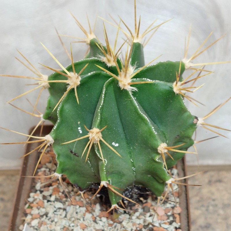 947 Astrophytum ornatum v. glabrescens