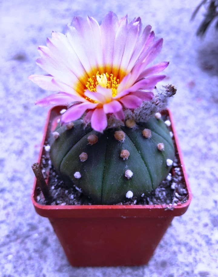 ASTROPHYTUM ASTERIAS F. RUBRIFLORUM