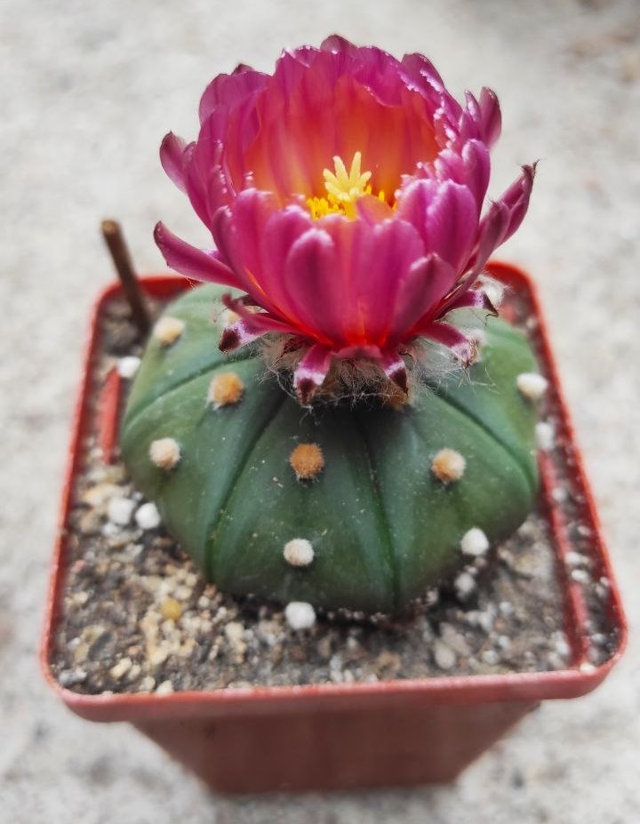 ASTROPHYTUM ASTERIAS F. RUBRIFLORUM
