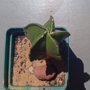 Astrophytum myriostigma f nudum