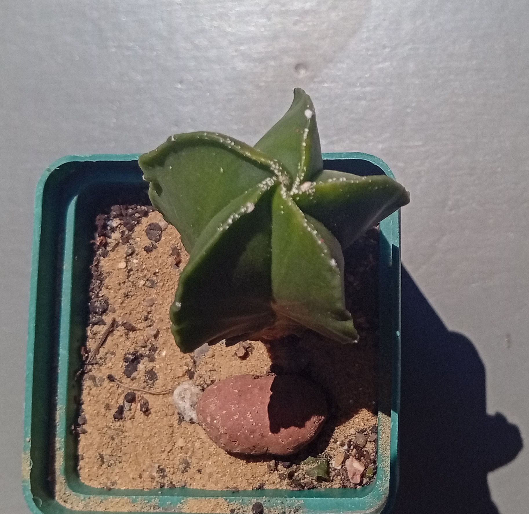 Astrophytum myriostigma f nudum