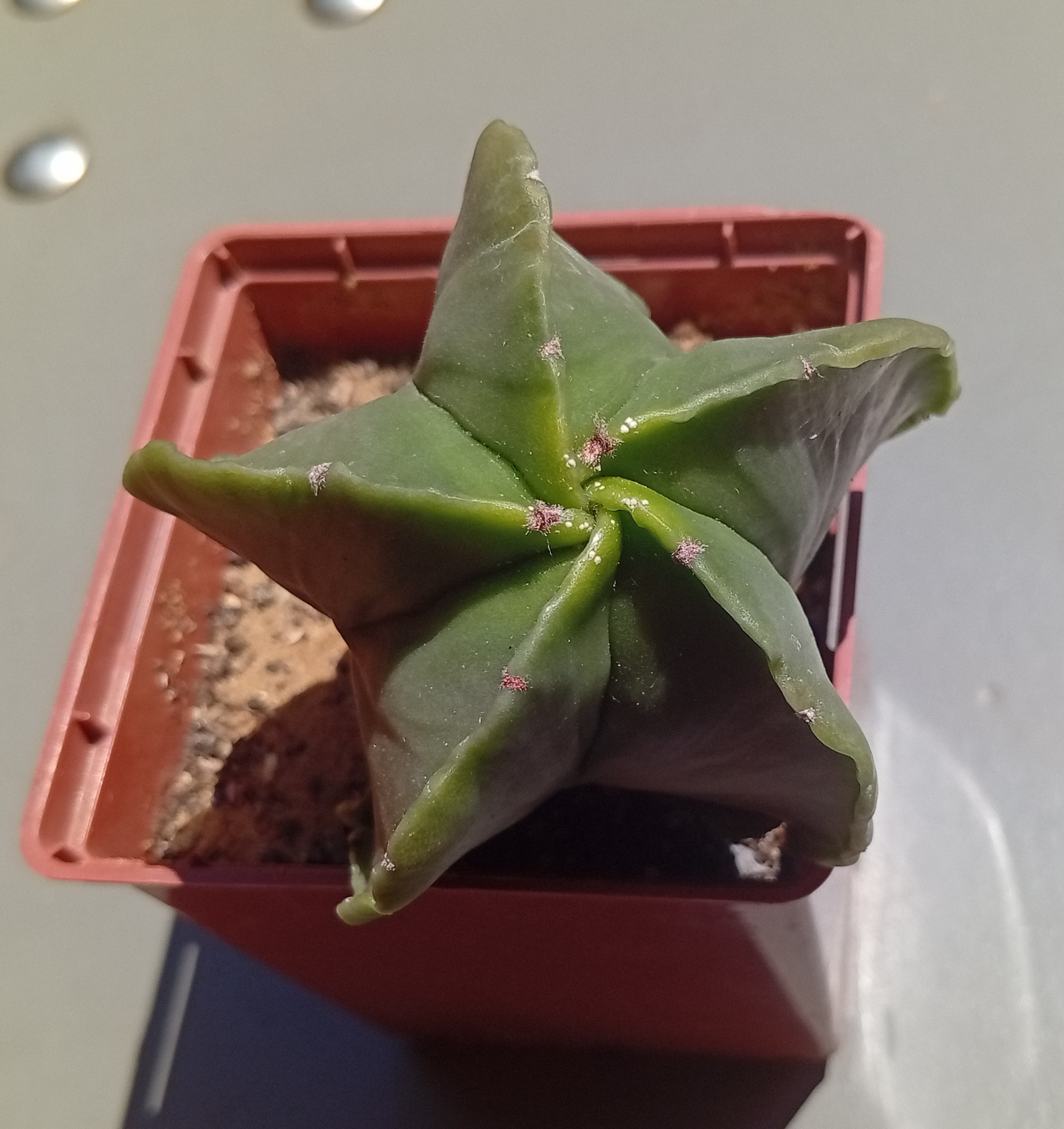Astrophytum myriostigma f nudum