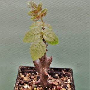 Beiselia-mexicana-bizarre-branches-Mexico