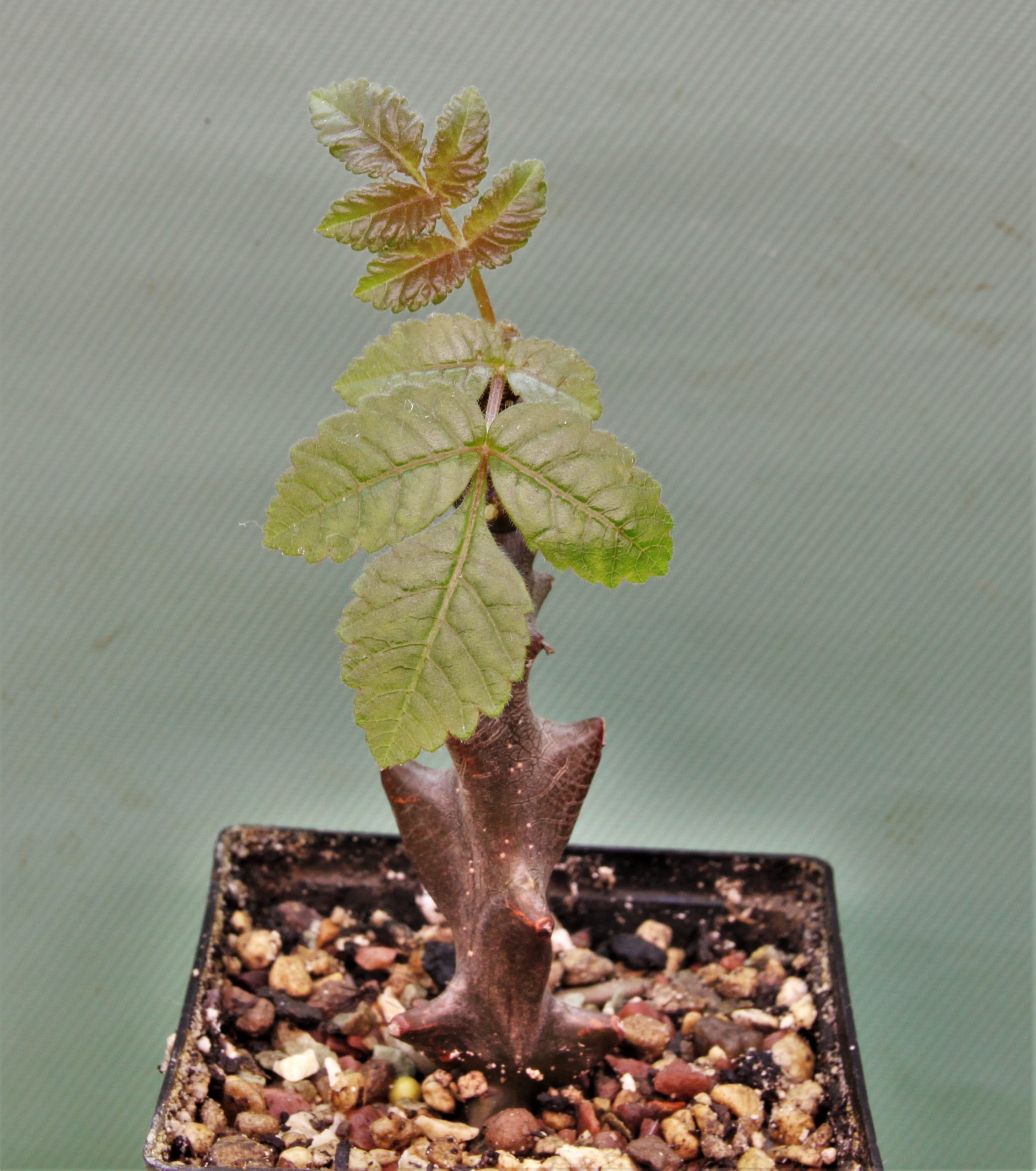 Beiselia-mexicana-bizarre-branches-Mexico