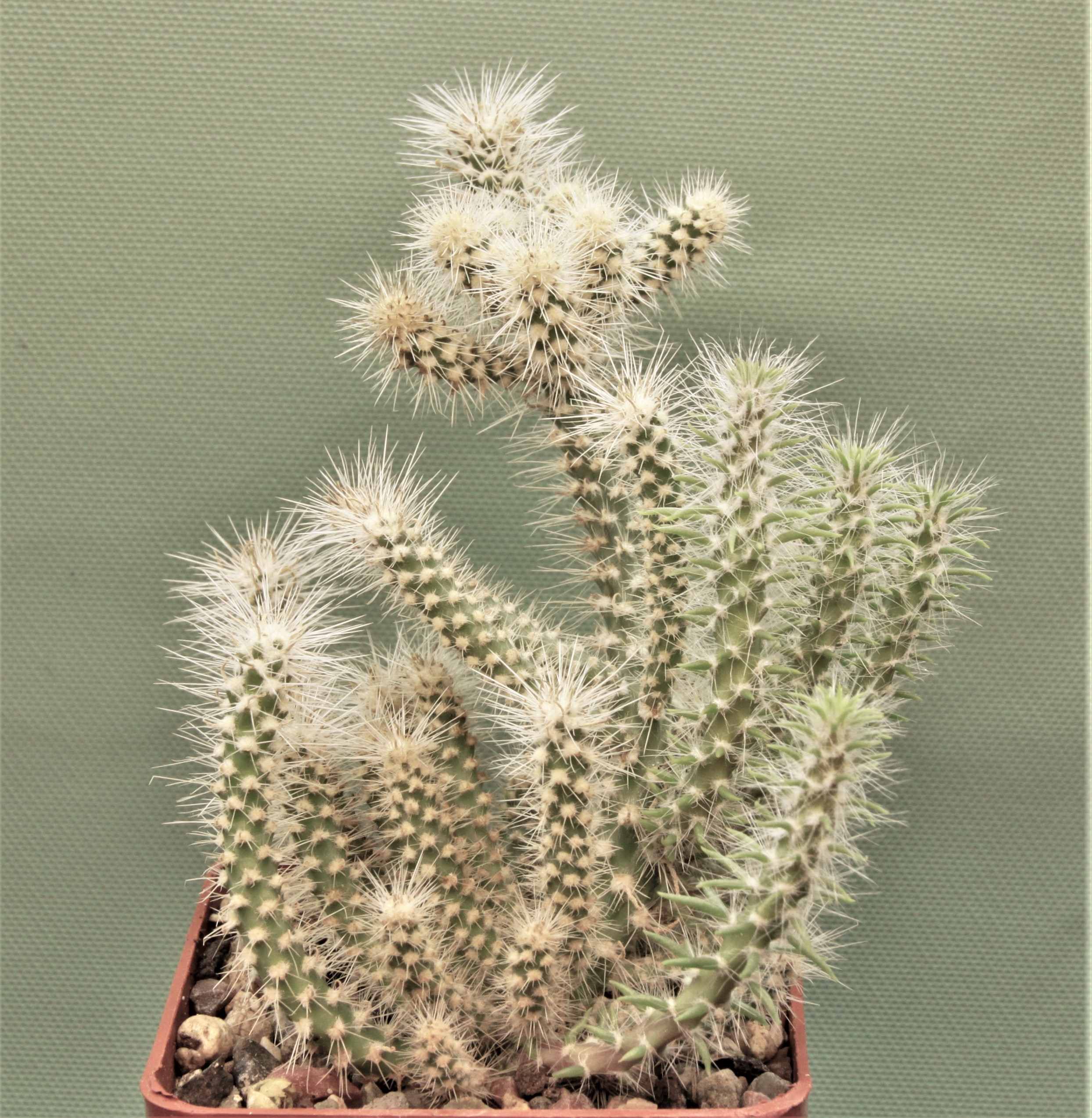Cilindropuntia-abusii-1