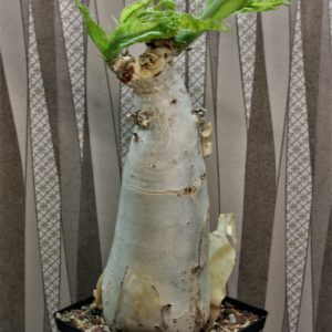 Cyphostemma-seitziana