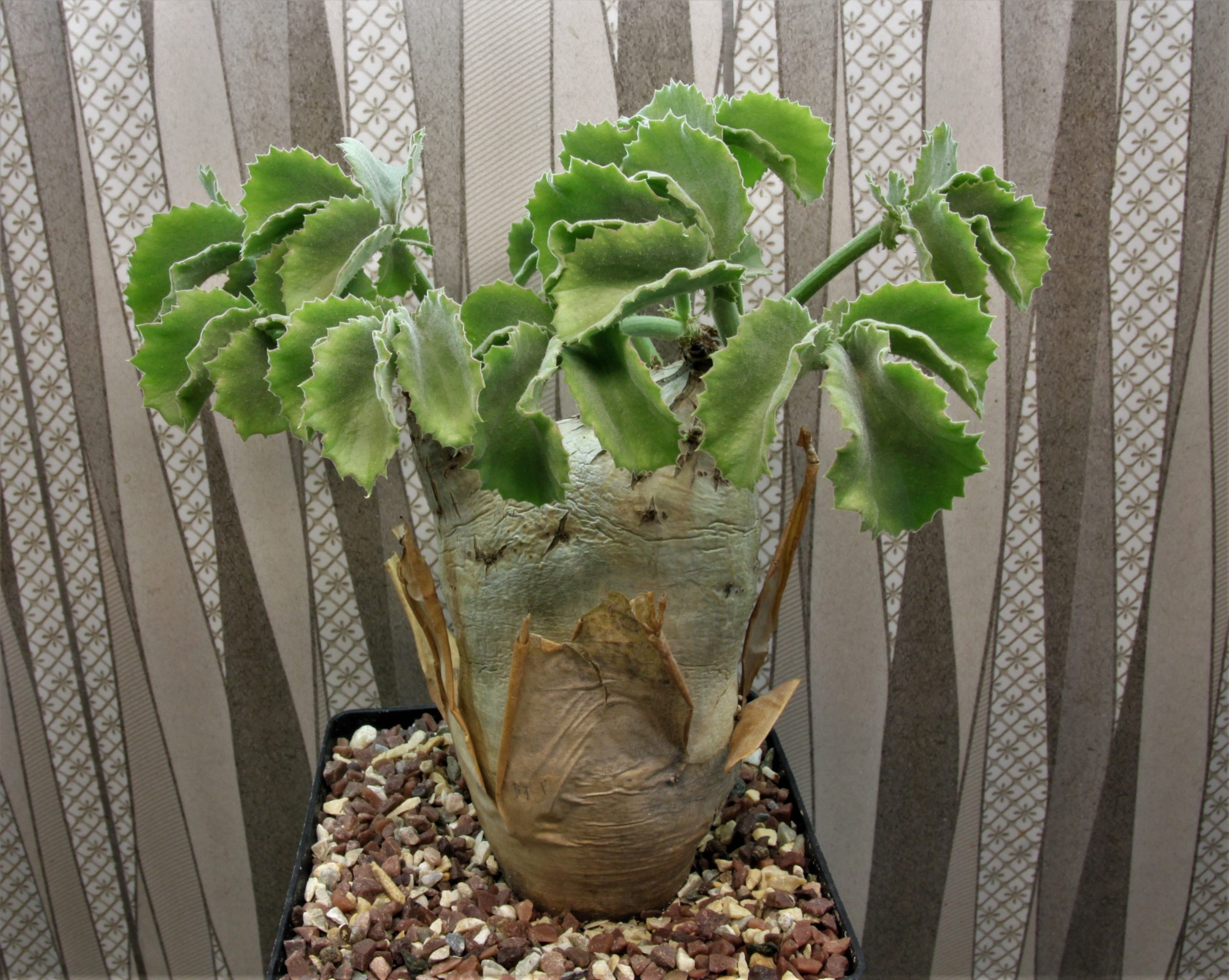 Cyphostemma-uter-v.macropus.Angola-NE-Nambe