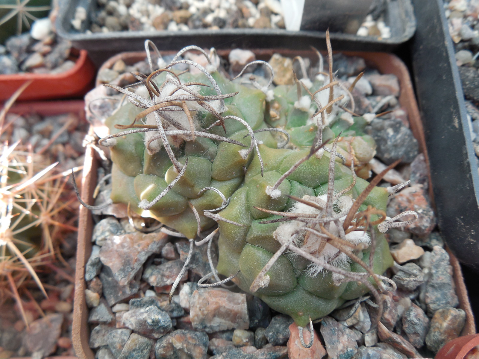 Turbinicarpus klinkerianus