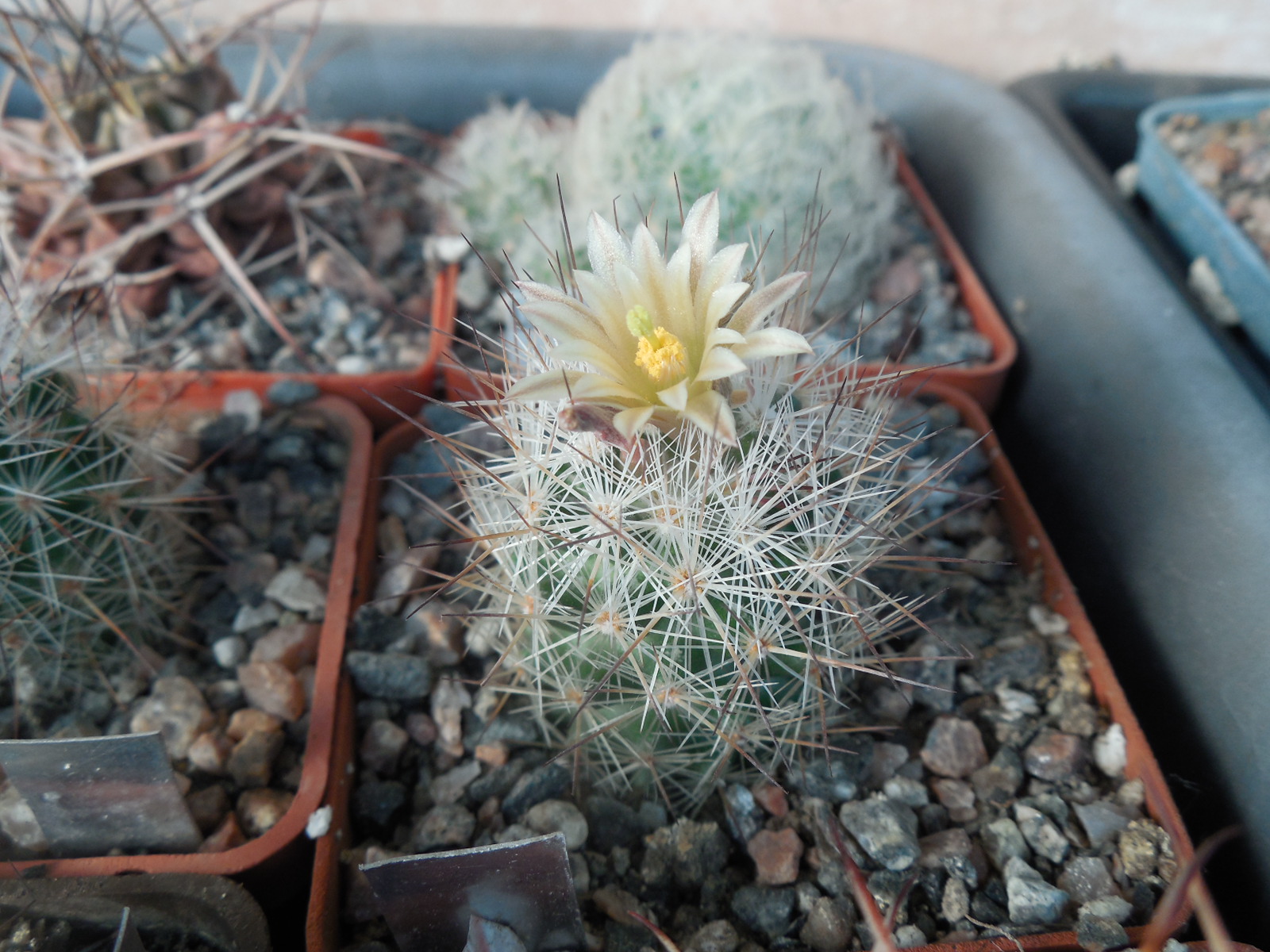 Escobaria lloydii SB 467 - MG -