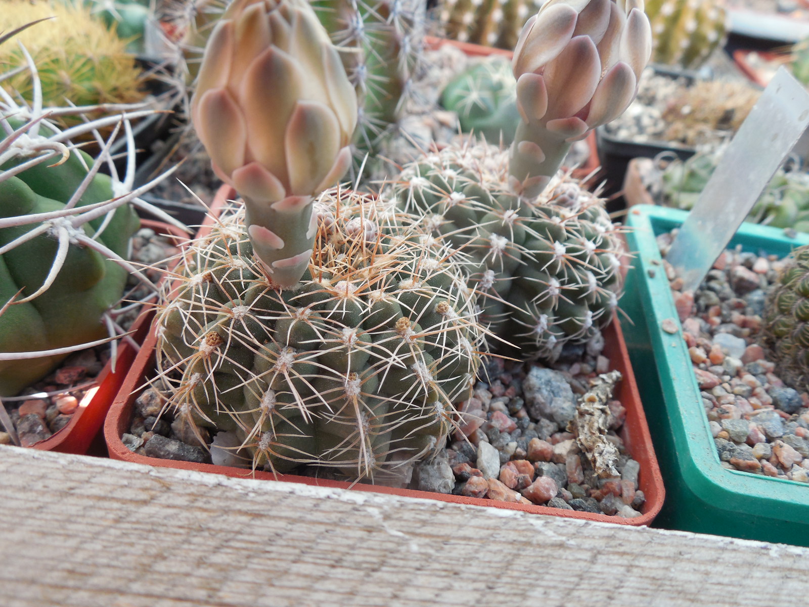 Gymnocalycium quehlianum - v.zehntneri