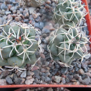 Coryphantha maiz - tablasensis MZ 349 - білоквітковий вид