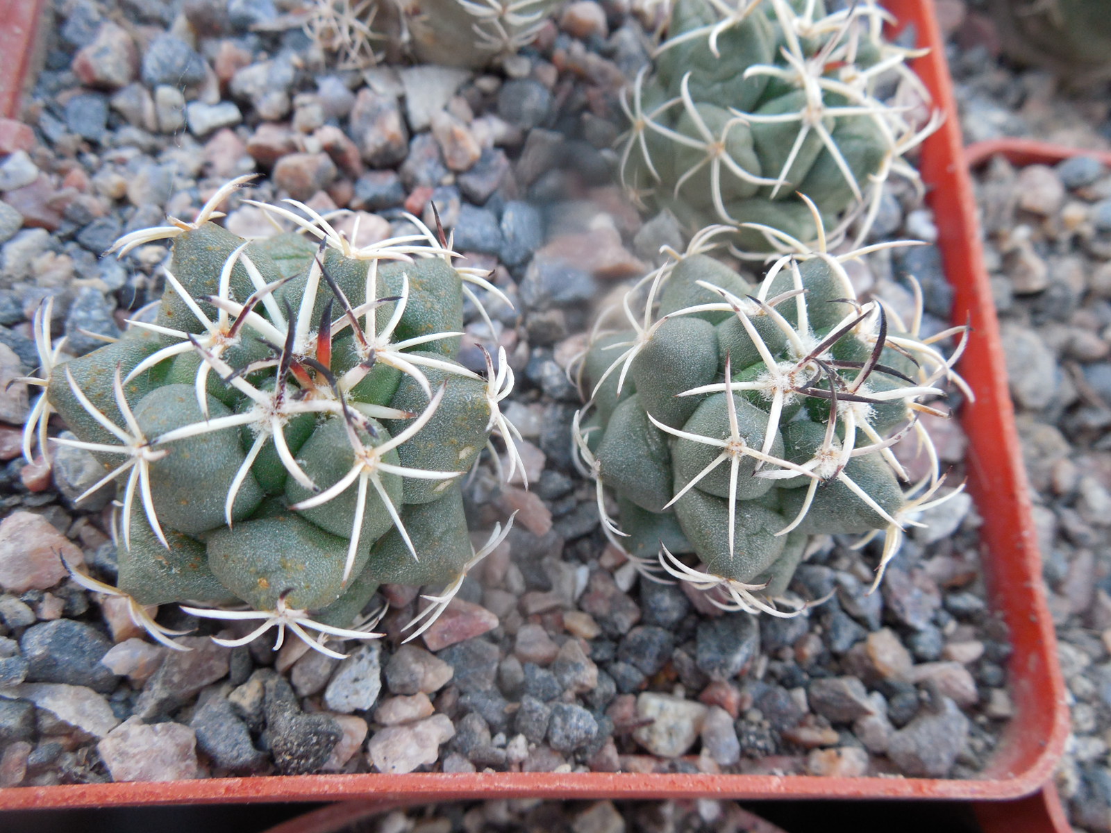 Coryphantha maiz - tablasensis MZ 349 - білоквітковий вид