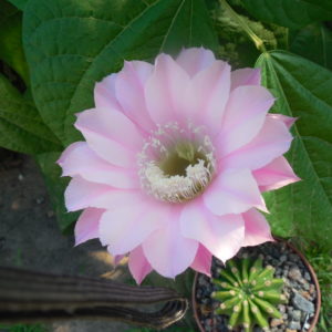 Echinopsis WESSNER - HYBRIDE