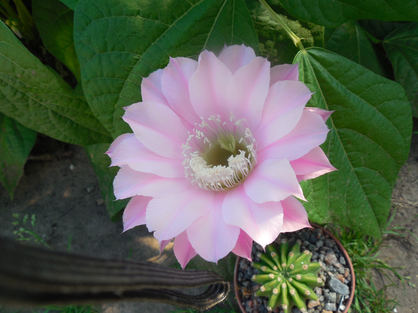 Echinopsis WESSNER - HYBRIDE