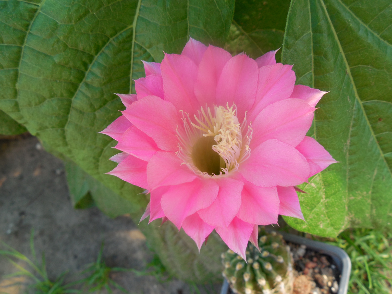 Echinopsis WESSNER - HYBRIDE
