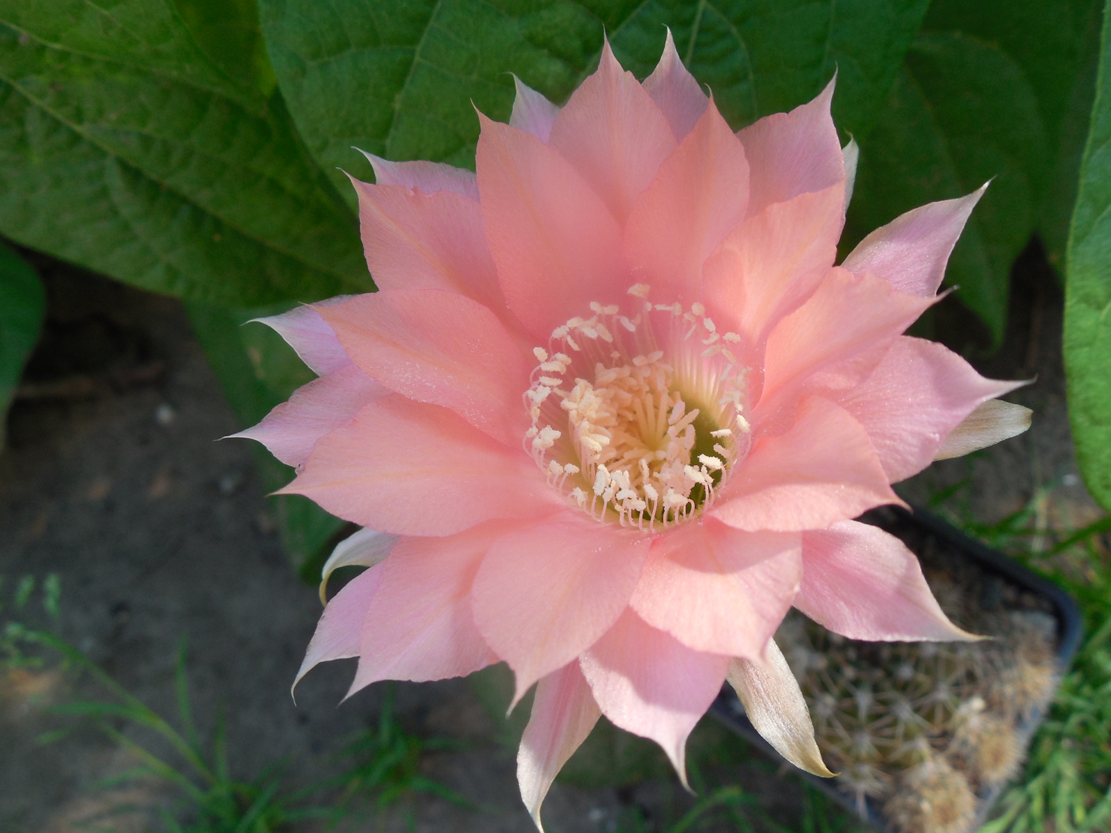 Echinopsis WESSNER - HYBRIDE,    "pastel pink"  - дітки -