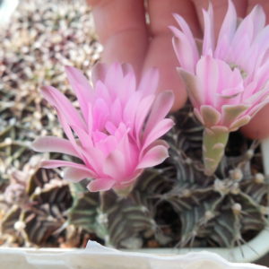 Gymnocalycium friedrichii - Nant -