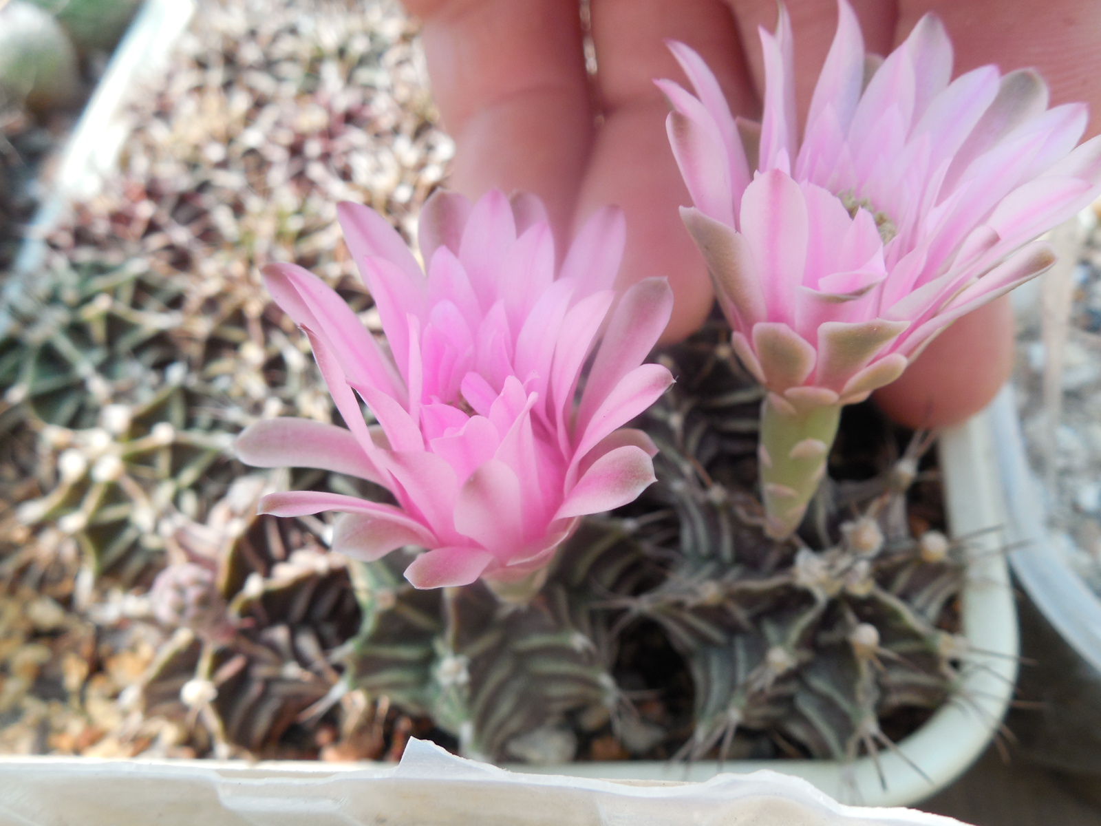 Gymnocalycium friedrichii - Nant -