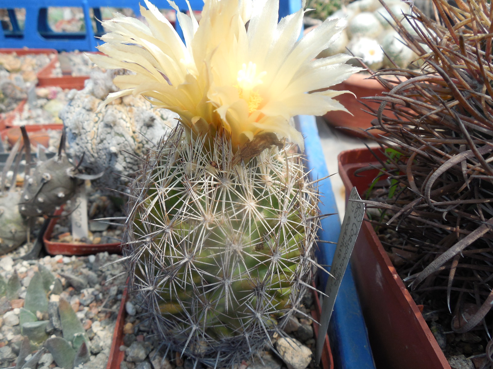 Coryphantha echinus SB 382 - MG -