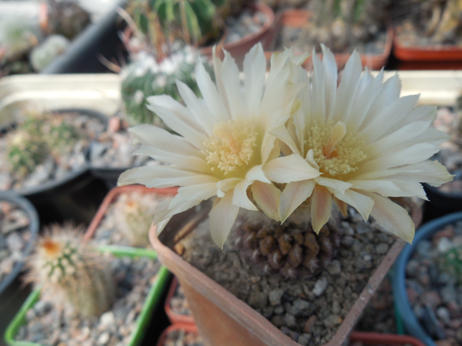 Thelocephala aerocarpa