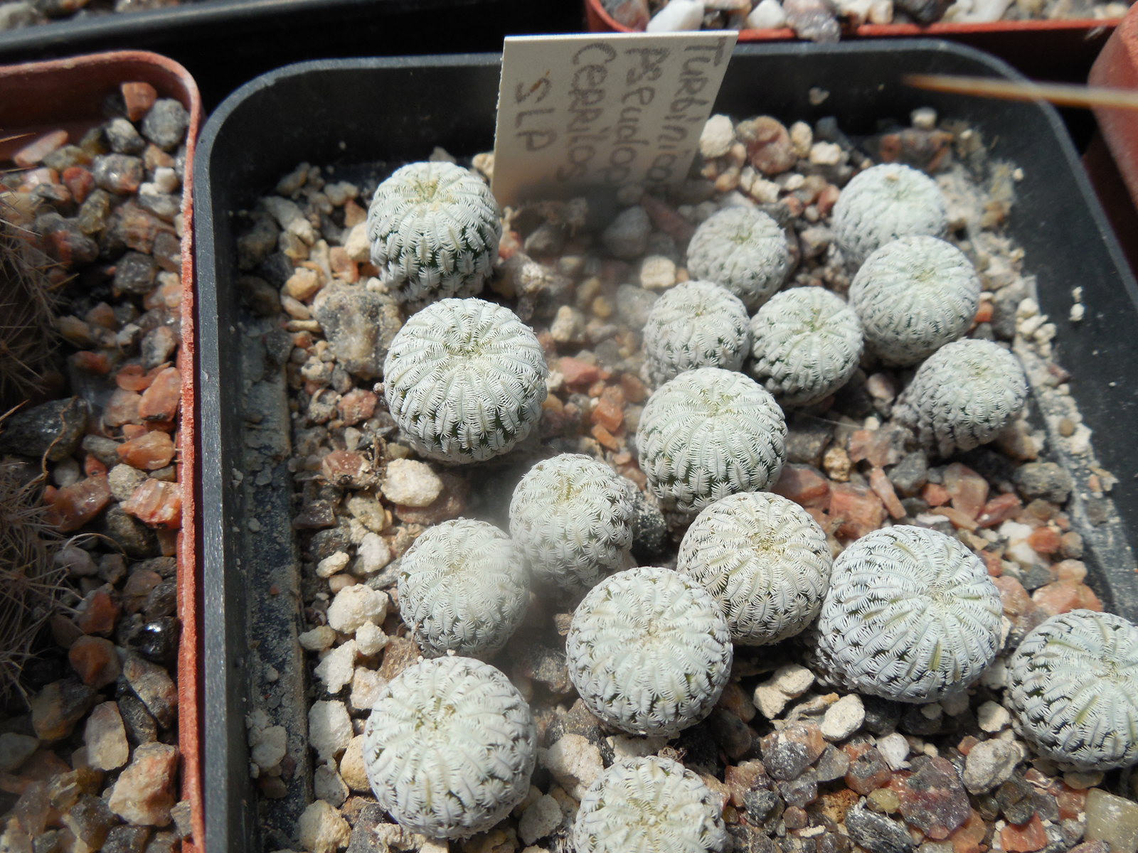 Pelecyphora pseudopectinata - Cerritos, SLP