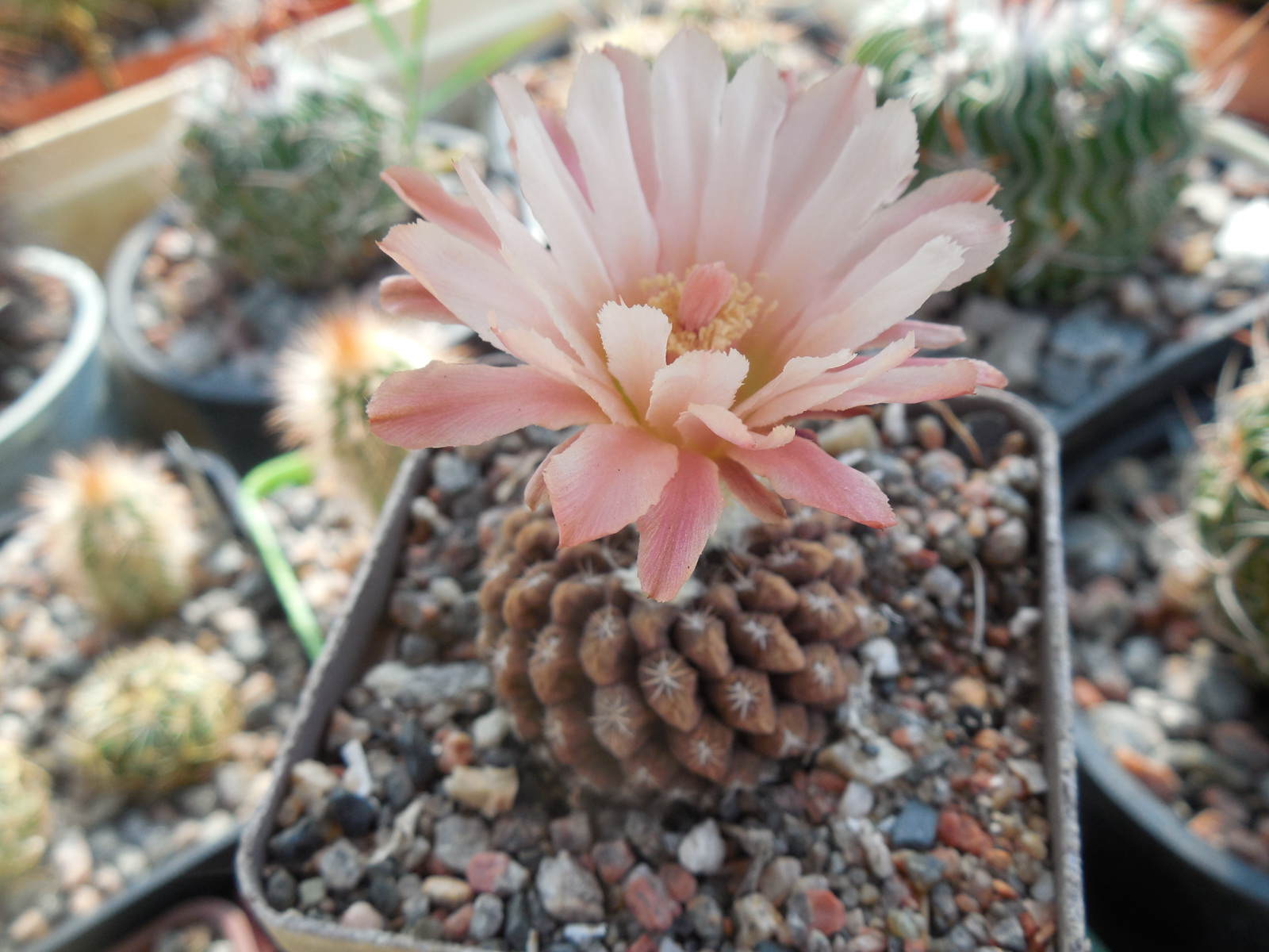 Thelocephala aerocarpa