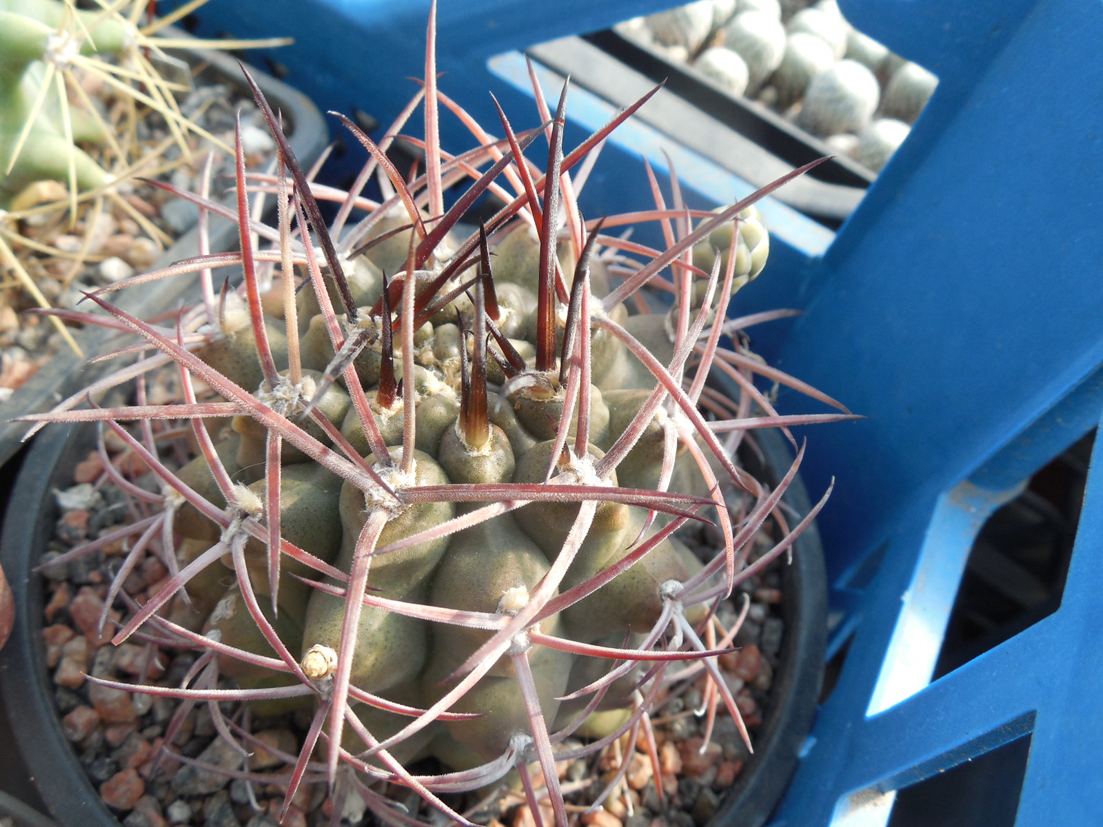 Gymnocalycium schikendantsii