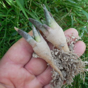 Ariocarpus  retusus