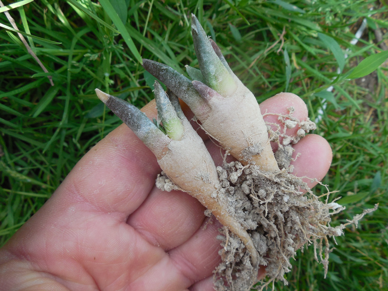 Ariocarpus  retusus