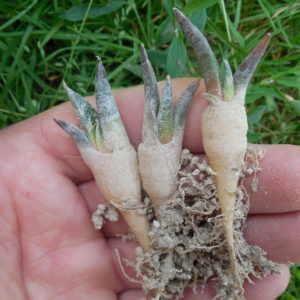 Ariocarpus  retusus