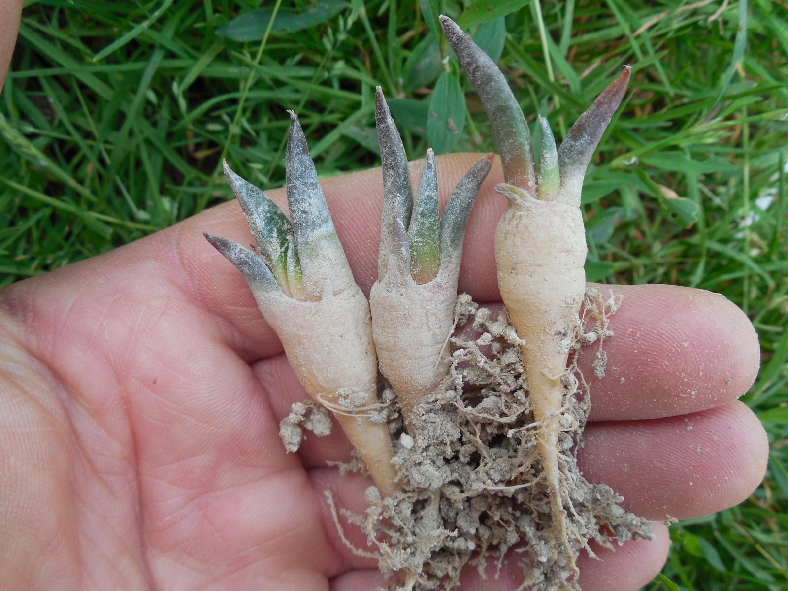 Ariocarpus  retusus