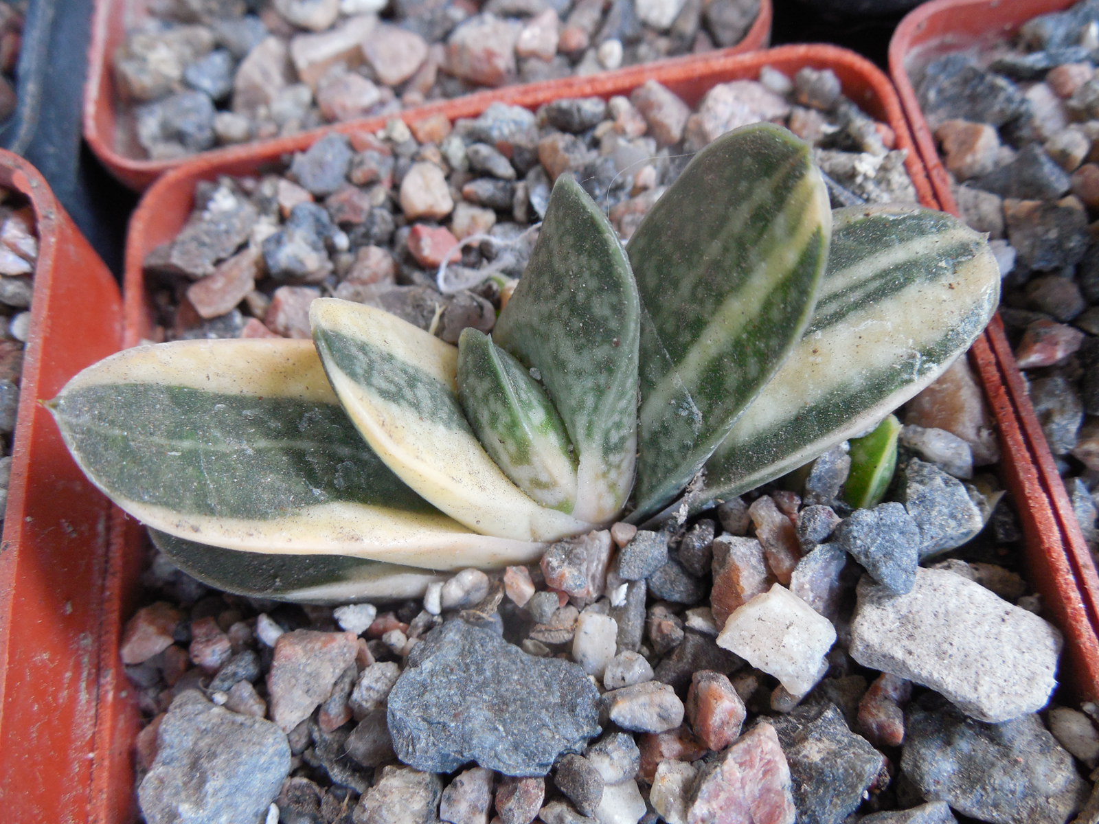 Gasteria minima - f. variegata