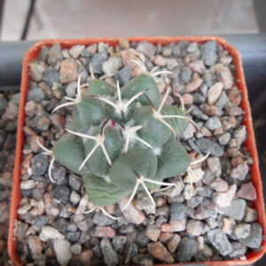 Coryphantha maiz - tablasensis MZ 349 - білоквітковий вид